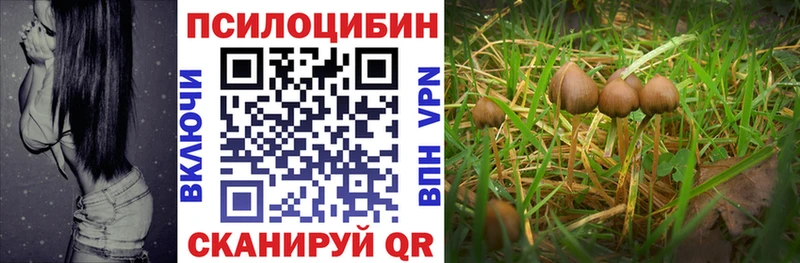 Купить где  Пересвет  Галлюциногенные грибы GOLDEN TEACHER 